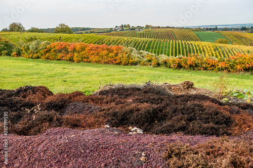 Weintrester am Weinberg