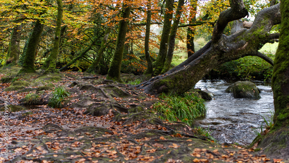 Autumn in an ancient Cornish woodland forrest, with bright green brown and many other autumnal colours. Autumn in an ancient Cornish woodland forrest, with bright green brown and many other autumnal colours.