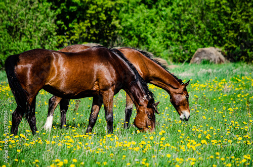horse in the meadow © сергей тор