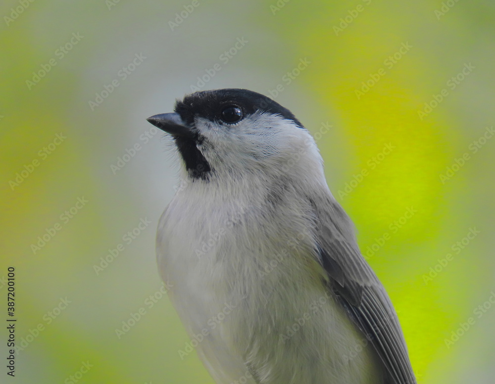 Obraz premium Marsh tit (Poecile palustris) super close up, with beautiful blurry natural background behind.