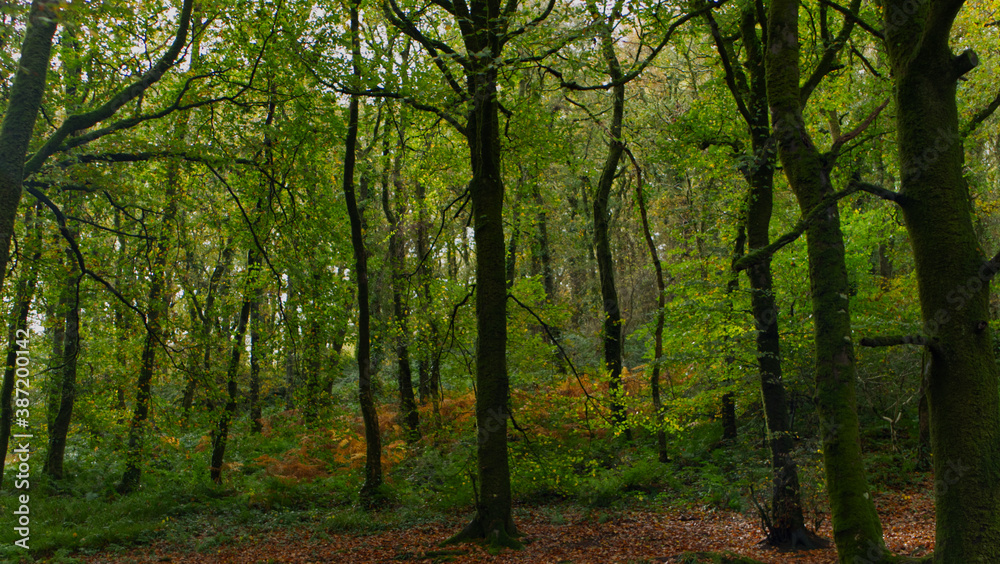 Autumn in an ancient Cornish woodland forrest, with bright green brown and many other autumnal colours. Autumn in an ancient Cornish woodland forrest, with bright green brown and many other autumnal colours.