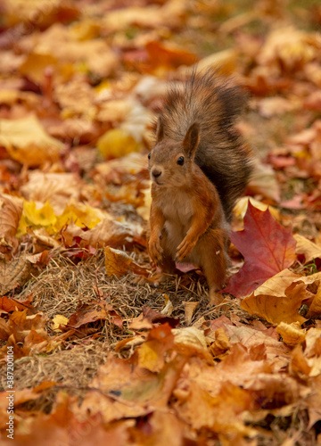 A small fluffy squirrel jumps on the ground  strewn with colorful leaves.