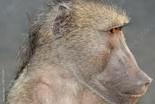 Fototapeta Naklejka Na Ścianę i Meble -  A baboon staring intently into the distance at a possible threat