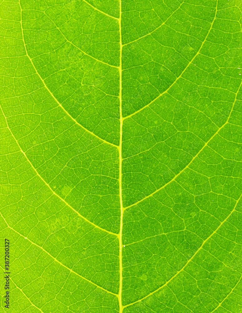 The texture of a beautiful green leaf The texture of a beautiful green leaf