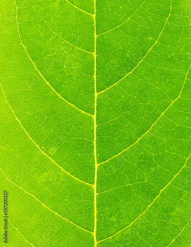 The texture of a beautiful green leaf