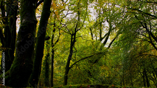 Autumn in an ancient Cornish woodland forrest  with bright green brown and many other autumnal colours.