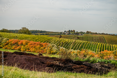 Weinberge im Herbst