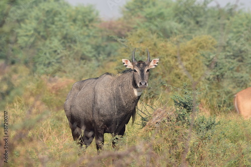 Malle Nilgai standing guard as the females continue grazing