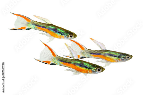 Photography Endler Guppy Poecilia wingei tiny colorful tropical aquarium fish