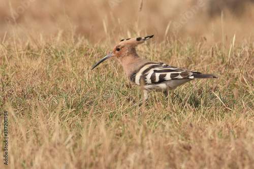 Hoopoe foraging for food in the brown drying grass 