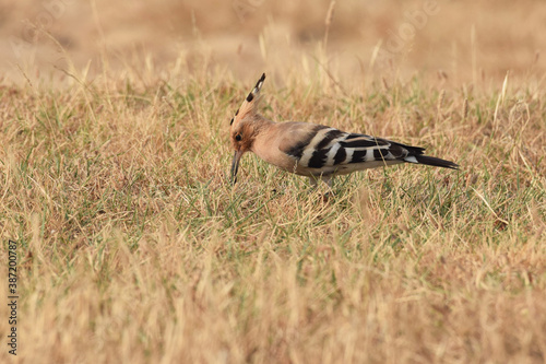 Hoopoe foraging for food in the brown drying grass in Rajasthan India 