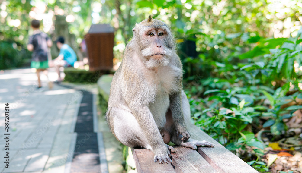 Obraz premium .behavior of monkeys in nature, reproduction and care for offspring. Tourist contact reserves with primates