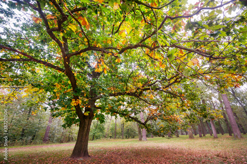 Autumn tree