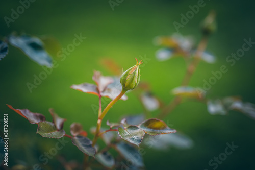 Rosenknospen im Herbst
