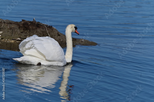 Cygne