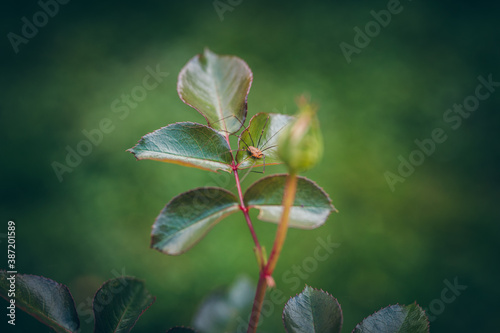 Rosenknospen im Herbst