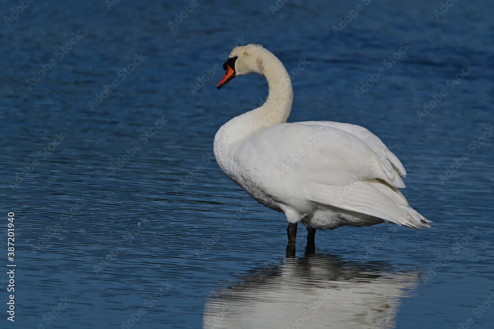 Naklejka premium Cygne