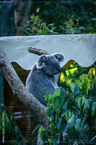 Canvas Print Koala