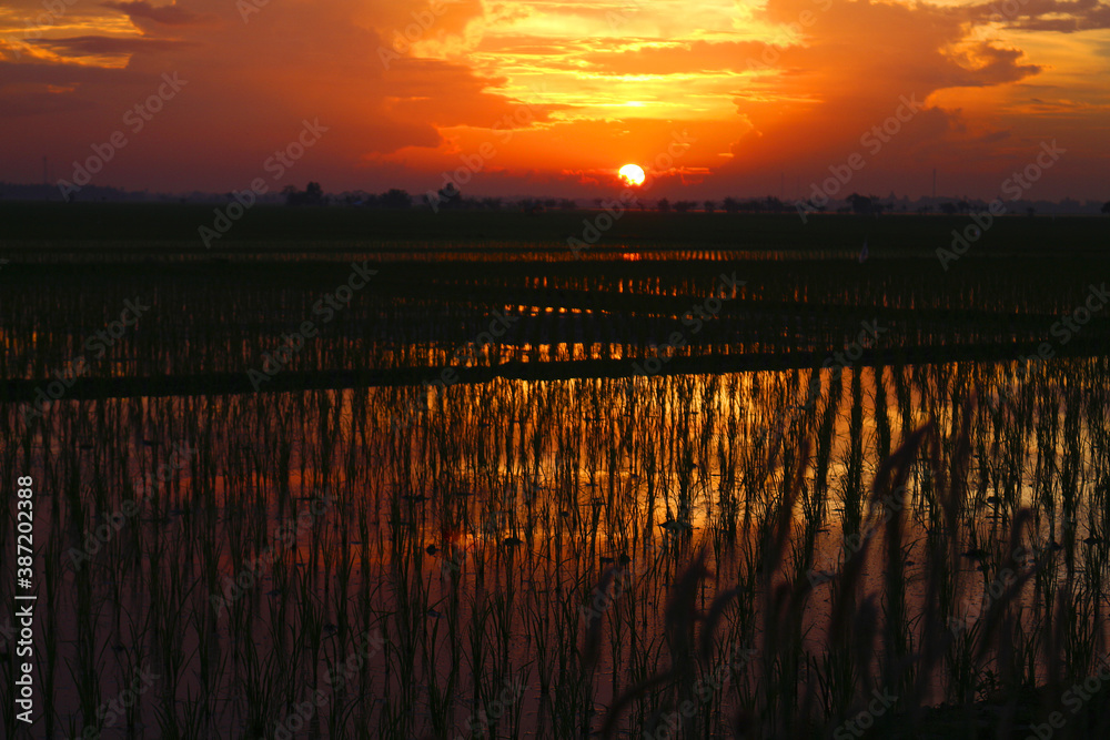 
sunset in the rice fields

