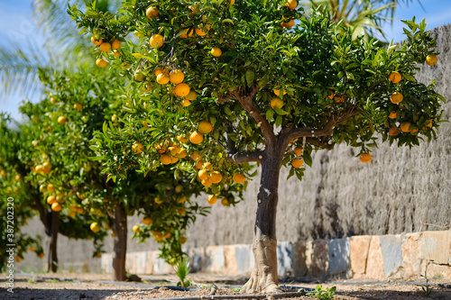 Fototapeta Naklejka Na Ścianę i Meble -  Mandarin trees outdoor, sunny day, nobody. Spain