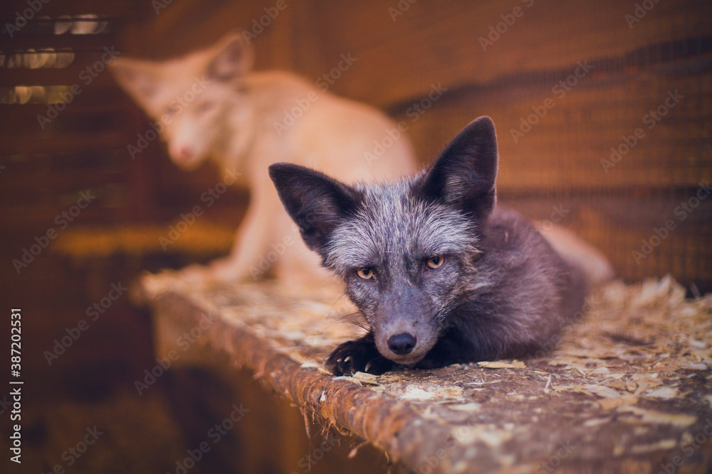 Fototapeta premium Close-up young fox rescued from a fur farm fox in a shelter