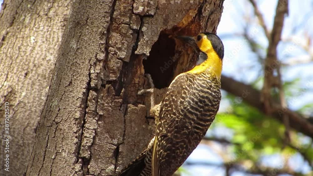 The campo flicker (Colaptes campestris) woodpecker using its tail for support to care for chicks in the nest. The campo flicker (Colaptes campestris) woodpecker using its tail for support to care for chicks in the nest.