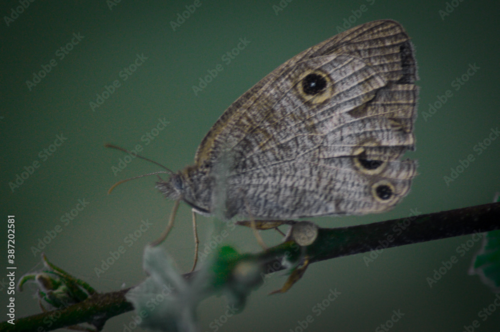 a butterfly on a tree stalk a butterfly on a tree stalk