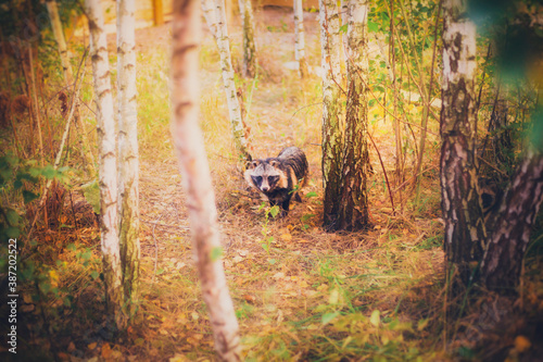A raccoon dog rescued from a fur production is in a reserve, a raccoon dog in its natural habitat, a young raccoon dog in a forest