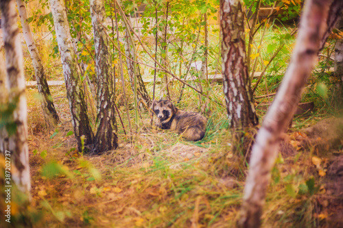 A raccoon dog rescued from a fur production is in a reserve, a raccoon dog in its natural habitat, a young raccoon dog in a forest