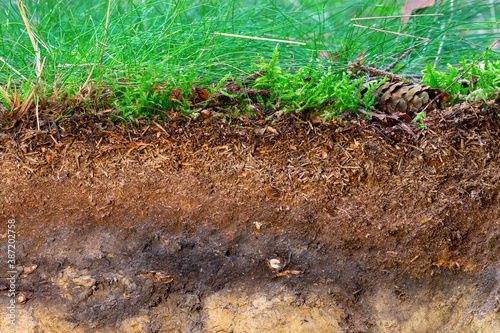 Картината върху платно Organic layer and topsoil of a Vertisol in a spruce forest