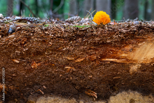 Organic layer and topsoil of a Vertisol in a spruce forest with Calocera viscosa