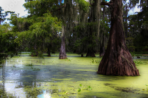 Green Louisiana Swamp