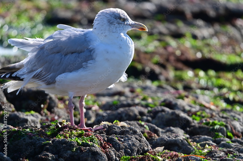Mouette Mouette