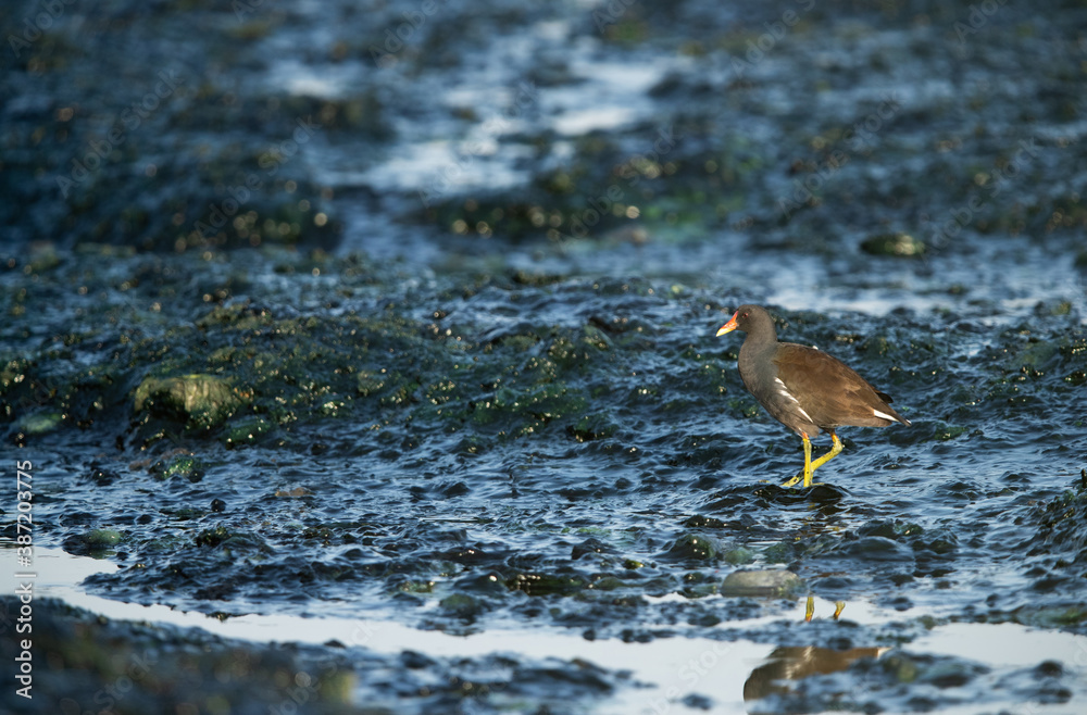 Common Moorhen at Tubli bay in the monring hours, Bahrain Common Moorhen at Tubli bay in the monring hours, Bahrain