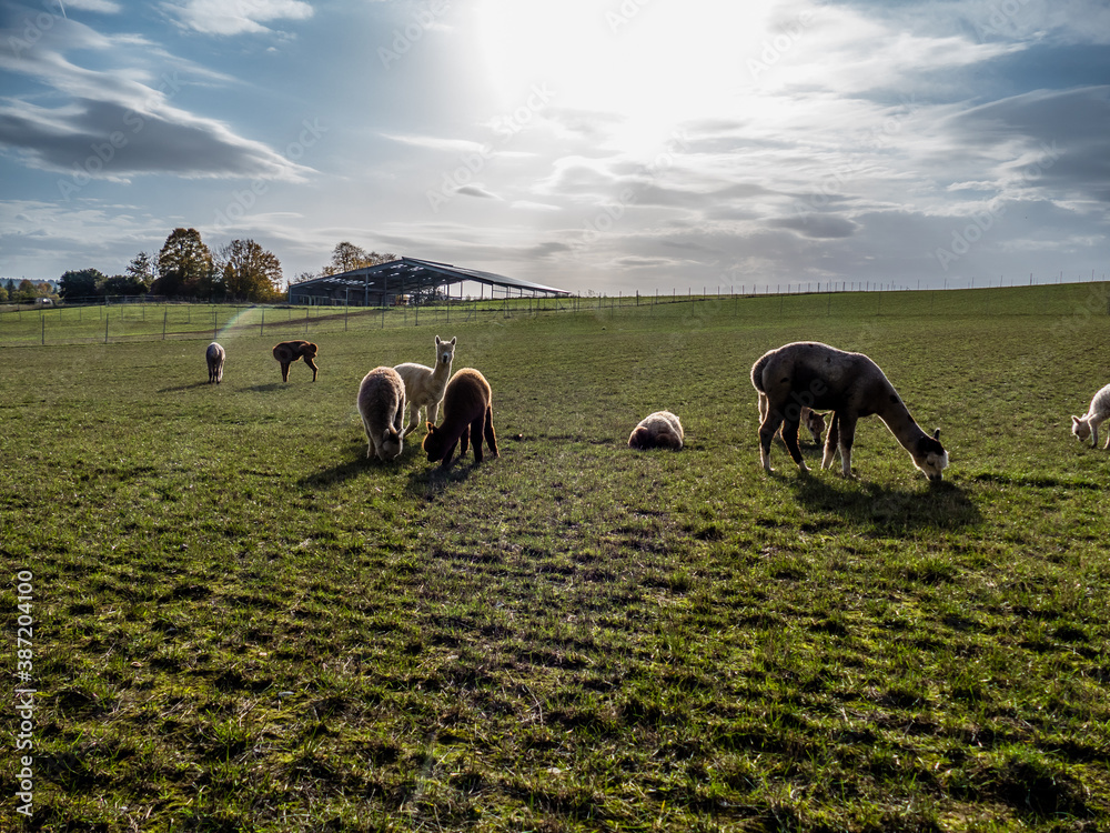 Fototapeta premium Junge Alpackas auf der Weide