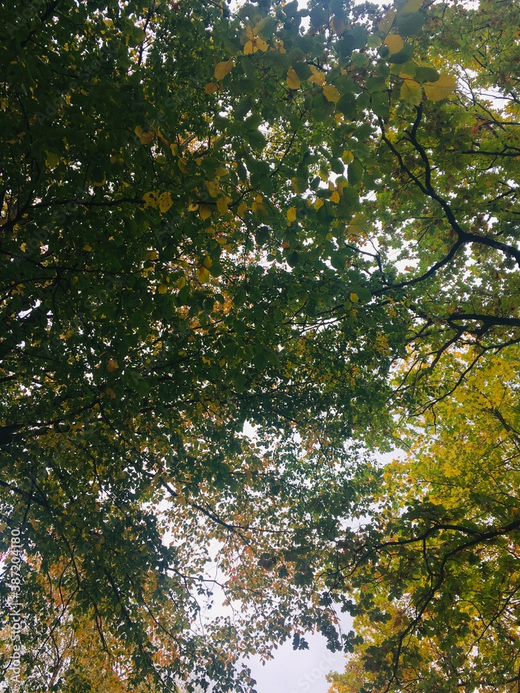 autumn autumn