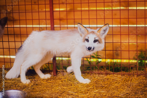 Small three-month-old fox rescued from a fur farm in a shelter