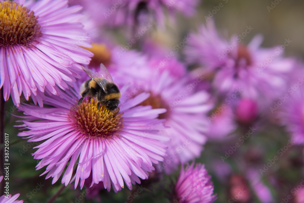 Autumn asters. Flowers swaying in the wind. Bumblebee collects nectar. Autumn asters. Flowers swaying in the wind. Bumblebee collects nectar.