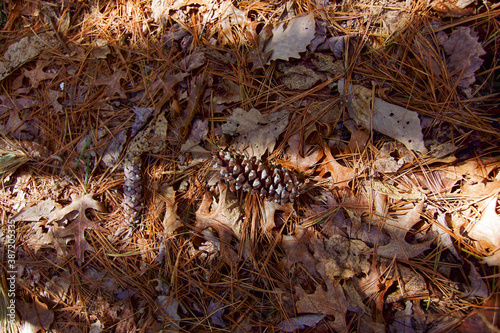 Pinecone   Nature   Digital Image Print   Fall Hiking   Download   Landscape & Nature Photography   Wall Art Picture © AlyssaKPhotography18