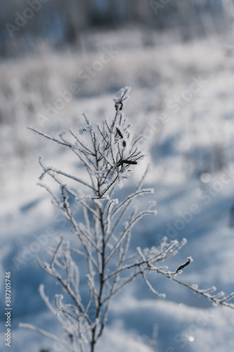 snow covered tree © Александр Варуха