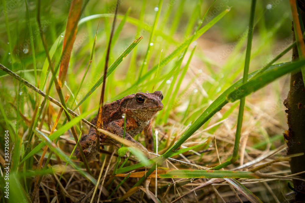 Junge Erdkröte, Bufo bufo Junge Erdkröte, Bufo bufo