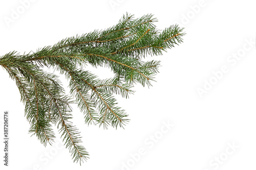 green fir branch isolated on white background, Christmas fir.