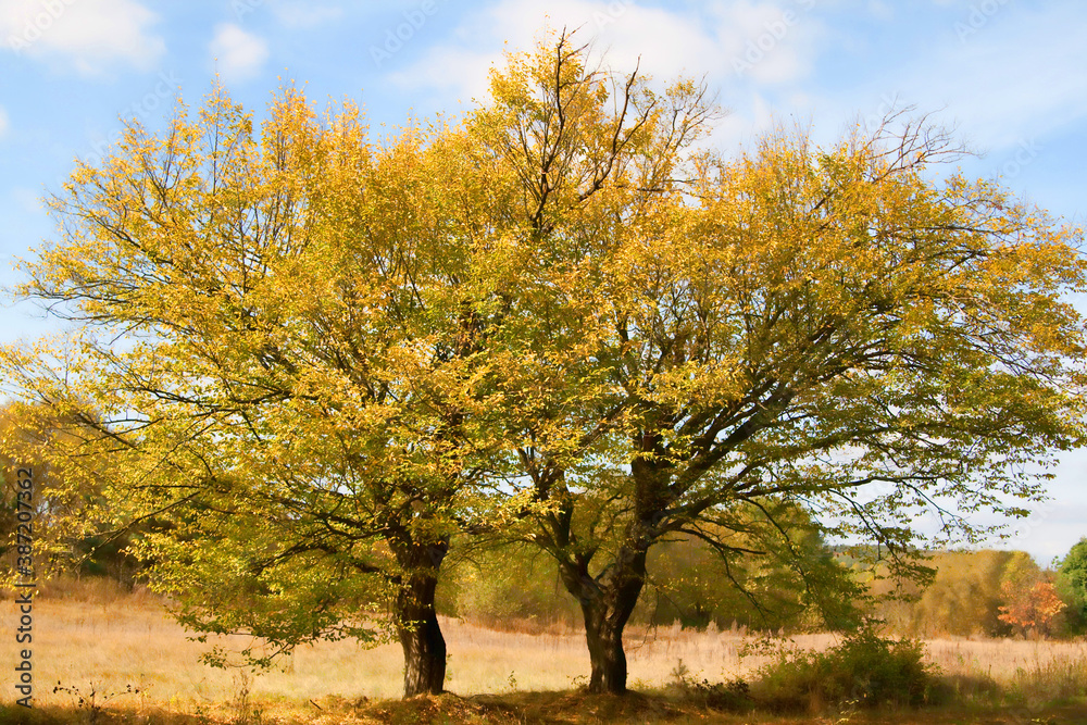 Landscape of a big beautiful autumn yellow tree on a blue sky Landscape of a big beautiful autumn yellow tree on a blue sky