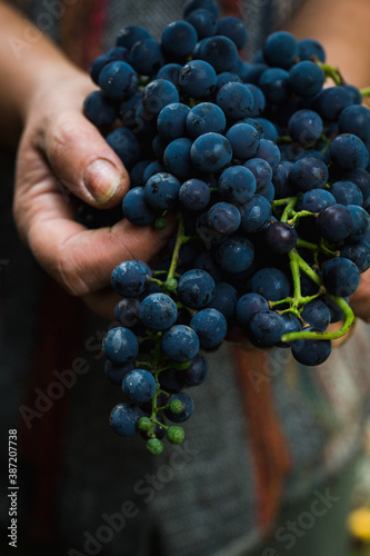 Freshly harvested bunch of ripe black grape in farmers hands. Autumn harvest. Selective focus. Shallow depth of field. 