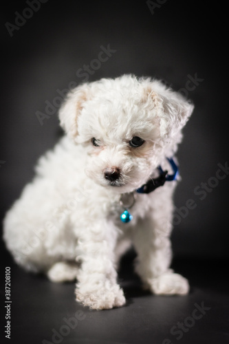 white miniature French poodle puppy
