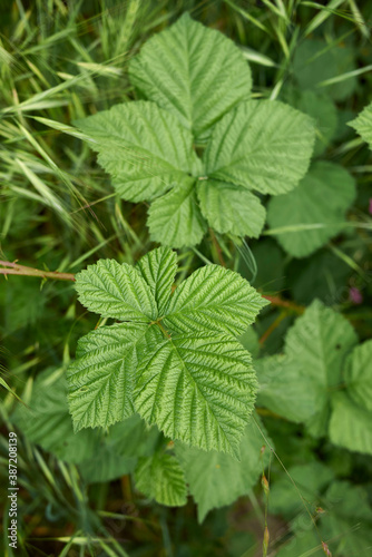 Wallpaper Mural Rubus caesius Torontodigital.ca