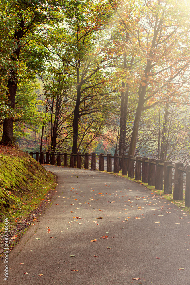 path in park - autumn landscape