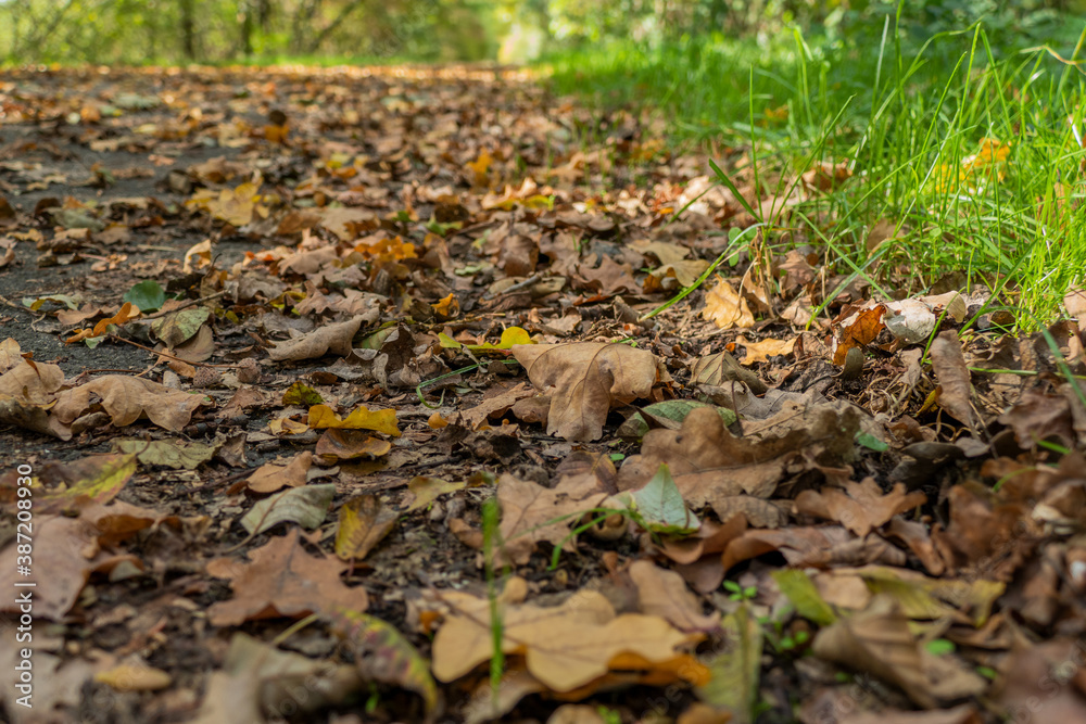 Close-up of fallen leaves at a roadside, brown and orange autumn leaves on a walking path Close-up of fallen leaves at a roadside, brown and orange autumn leaves on a walking path