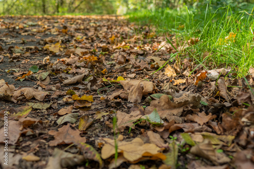 Close-up of fallen leaves at a roadside, brown and orange autumn leaves on a walking path