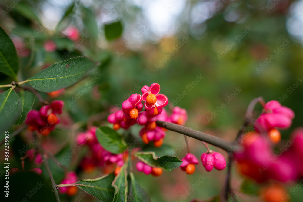 Pfaffenhütchen Beeren rosa Pfaffenhütchen Beeren rosa